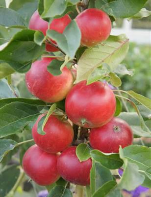 Fruit Trees