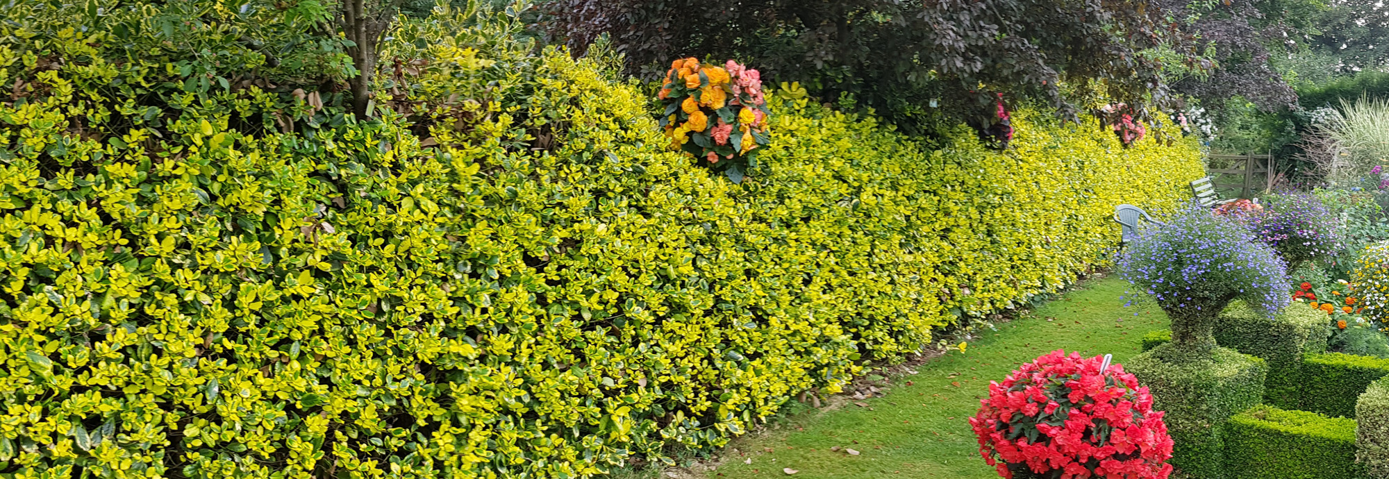 golden holly hedge