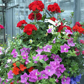 Hanging Baskets 1