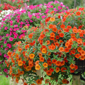 Hanging Baskets 10