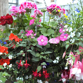 Hanging Baskets 2