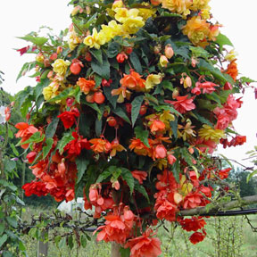 Hanging Baskets 3