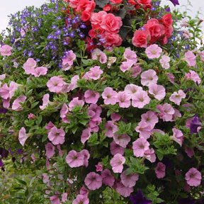 Hanging Baskets 4