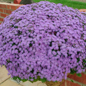 Hanging Baskets 5