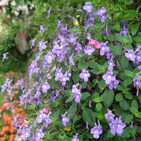 Hanging Baskets 6