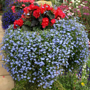 Hanging Baskets 7