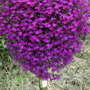 Hanging Baskets 8