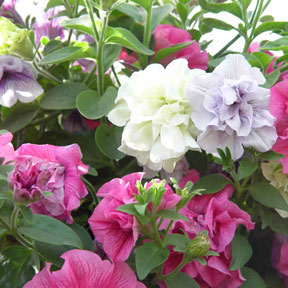 Hanging Baskets 9