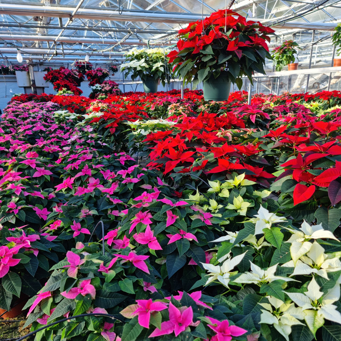 Poinsettia mixed