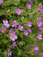 Bacopa Pink