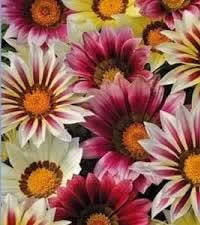 GAZANIA  “STRAWBERRY SUNDAE”