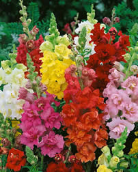 ANTIRRHINUM Madame Butterfly