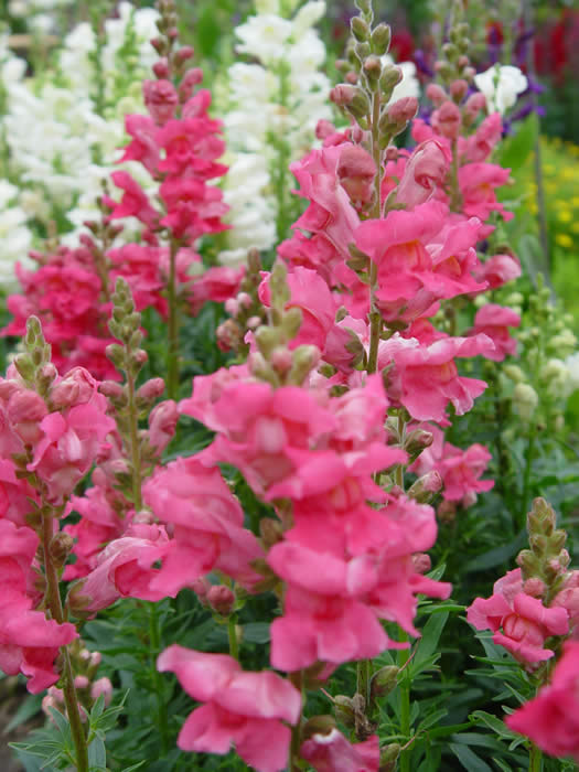 ANTIRRHINUM “Liberty ROSE”