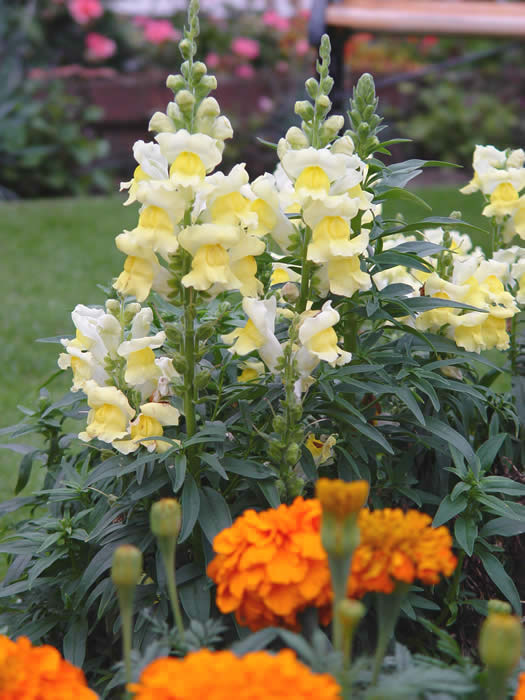 ANTIRRHINUM “Liberty YELLOW”