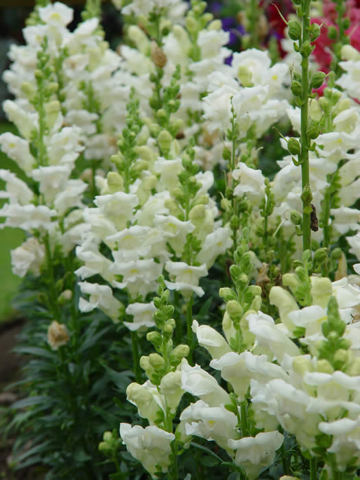 ANTIRRHINUM “Liberty WHITE"