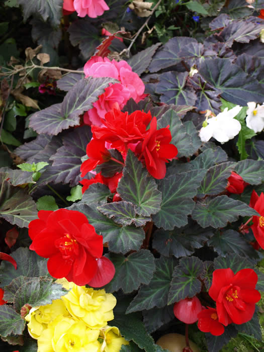 BEGONIA  “NON-STOP MOCHA”