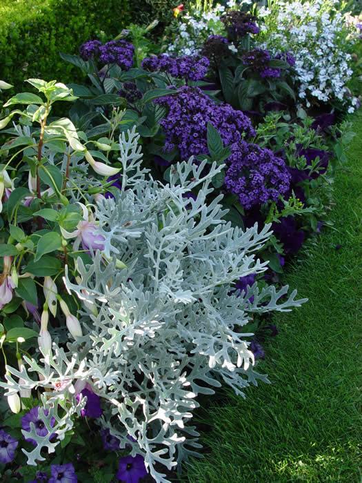 CINERARIA  “SILVER DUST”