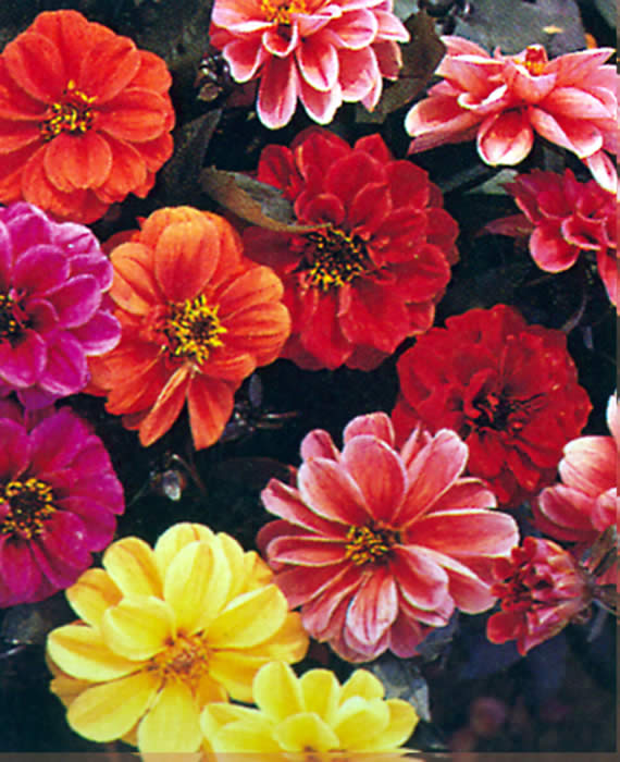 DAHLIA  “COLTNESS MIXED”