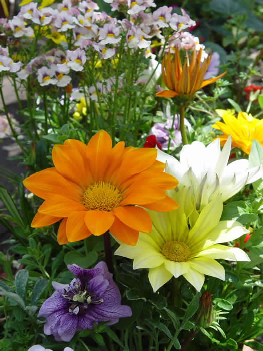 GAZANIA  “DAYBREAK MIXED”