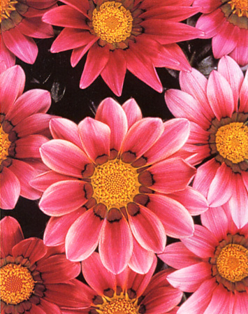 GAZANIA  “ROSE STRIPE”