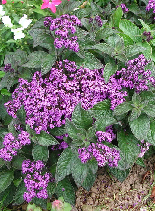 HELIOTROPE  “MARINE”