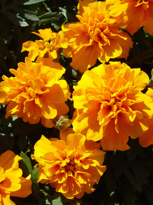 MARIGOLD FRENCH TYPES