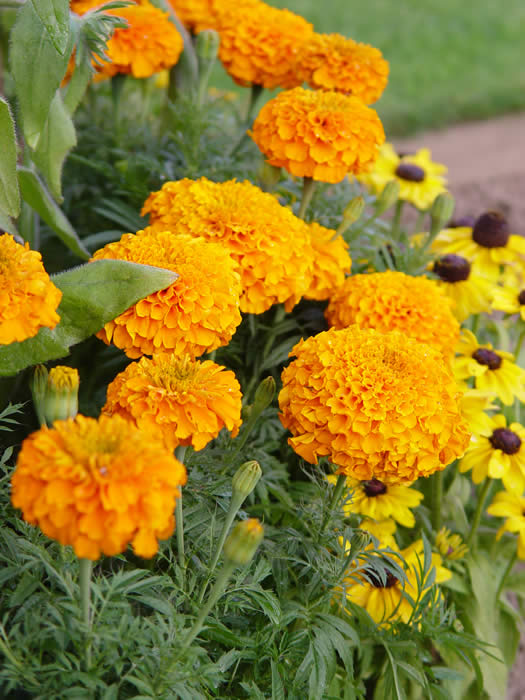 MARIGOLD  AFRICAN TYPES