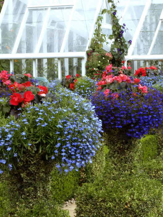 LOBELIA (BUSH)