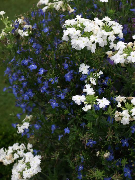 LOBELIA (TRAILING)