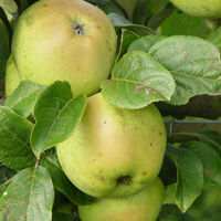 Apples - Arthur Turner