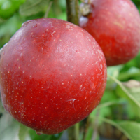 Apples - Red Windsor