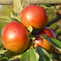 Apples - Sunset