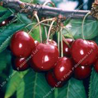 Cherries - Stella