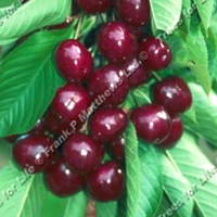 Cherries - Penny