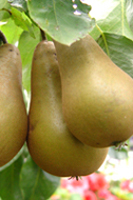 Pears