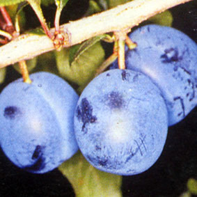 Gages & Damsons - Damson Langley Bullace