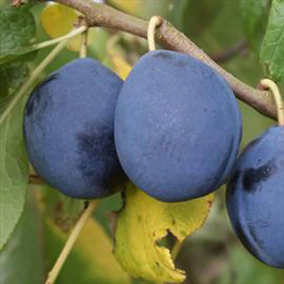 Gages & Damsons - Damson Merryweather