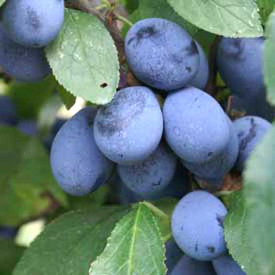 Gages & Damsons - Damson Shropshire Prune