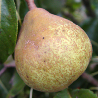 Pears - Onward