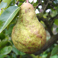 Pears - Packham's Triumph