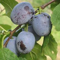 Plums - Sanctus Hubertus