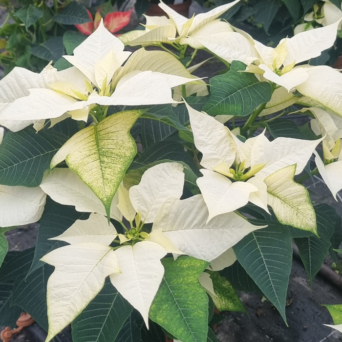 Poinsettia Alpina