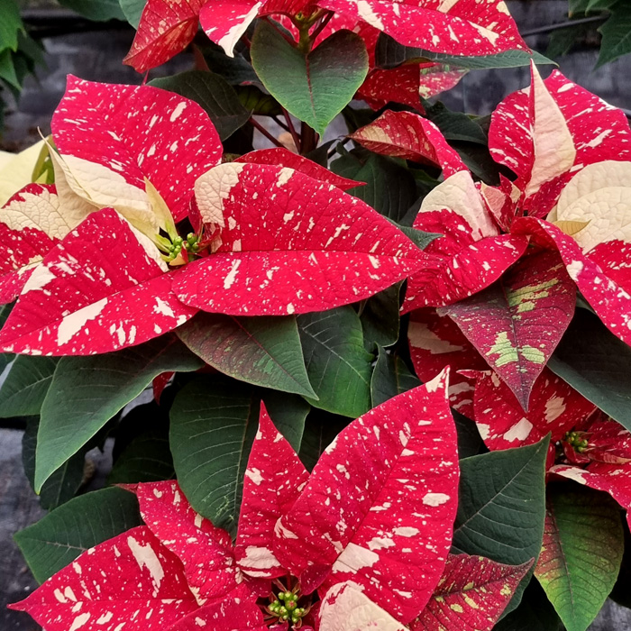 poinsettia Glitter