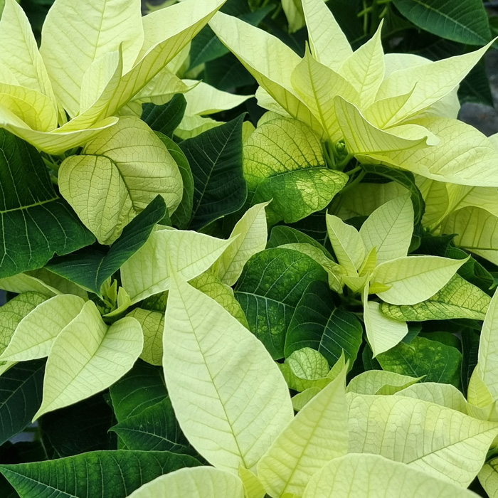 poinsettia Lime