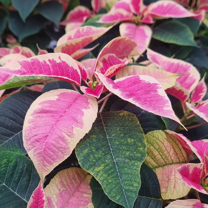 poinsettia Marble