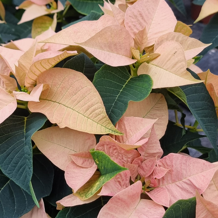 poinsettia Oak