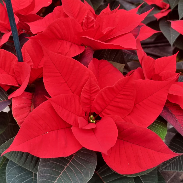 poinsettia Universe