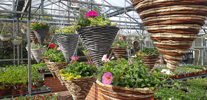 Hanging Baskets section 1