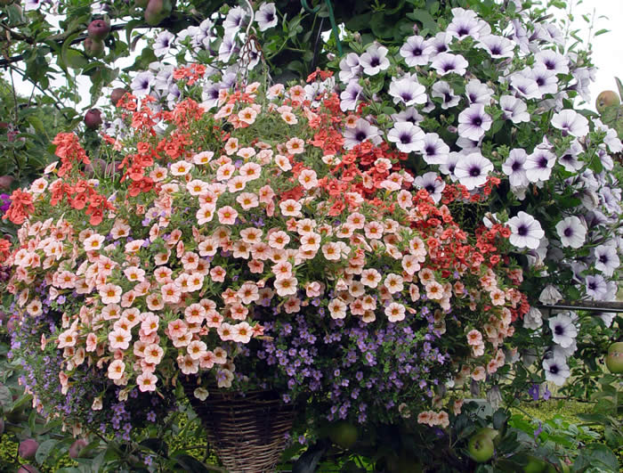 Hanging Baskets section 3