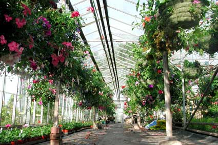 Hanging Baskets section 2